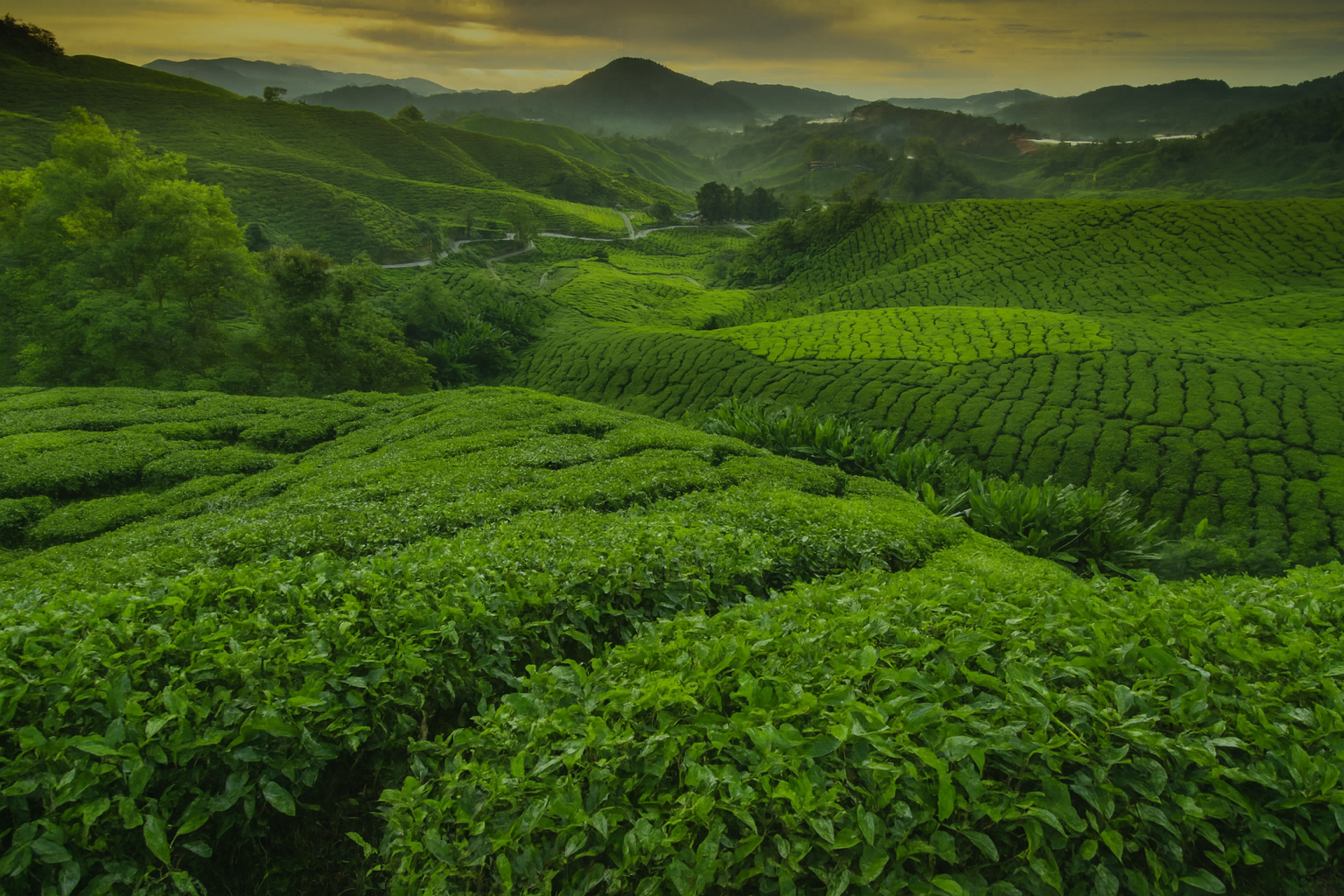 Hügelige grüne Teeplantage unter bewölktem Himmel mit sanftem Sonnenuntergang.